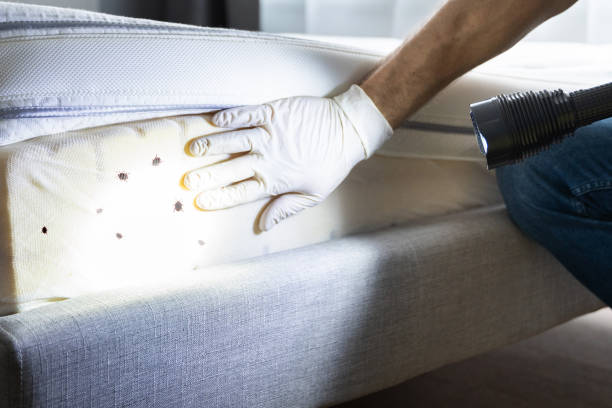 Best Ant Control Services  in Roeland Park, KS